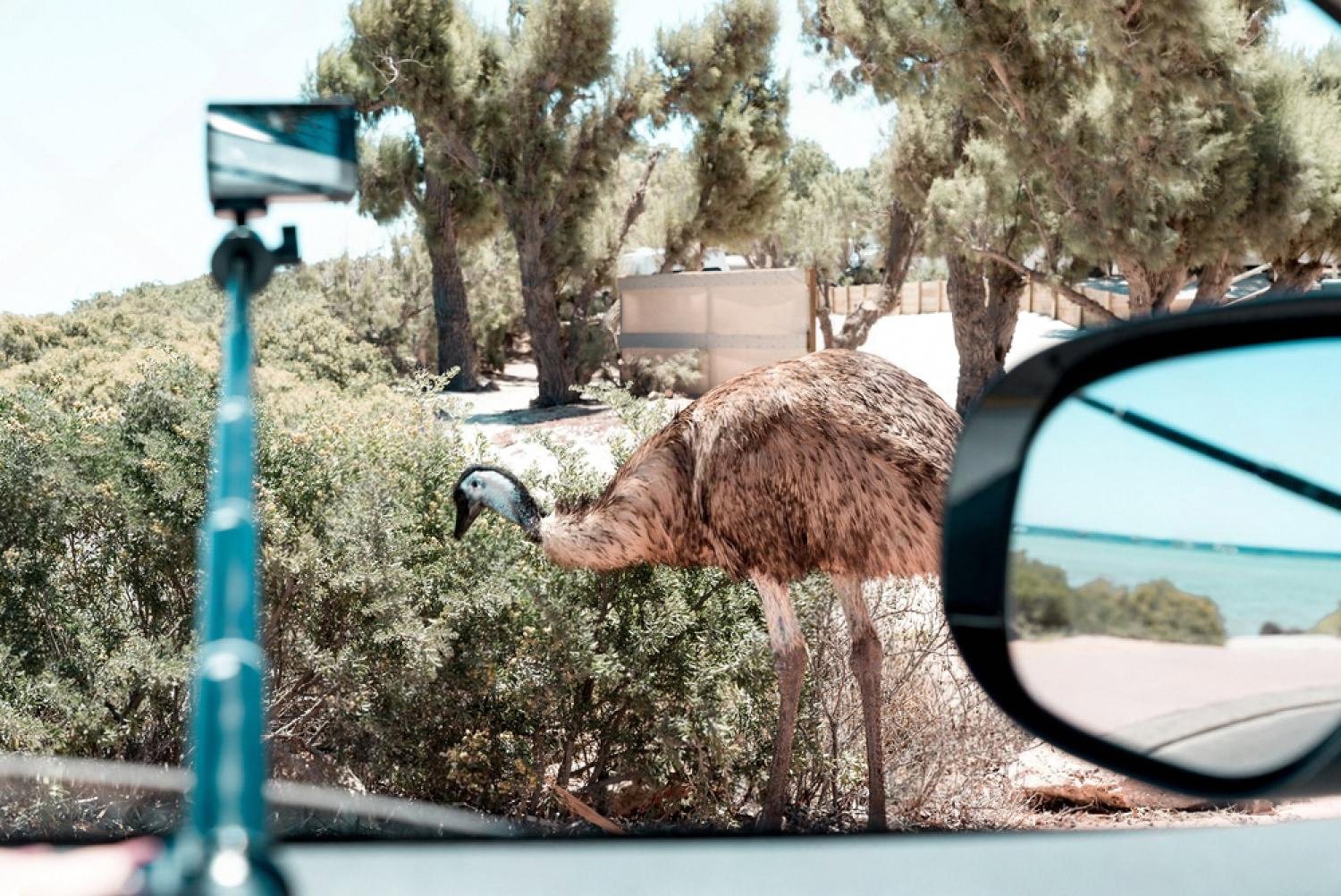 Emu beside a rental car on a coastal road in Western Australia